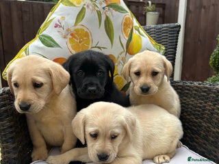 Labrador Retriever dogs - Advert 13
