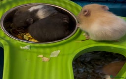 Hamster rodents for sale: Adorable Baby Syrian Hamsters 🐹  - Image 5