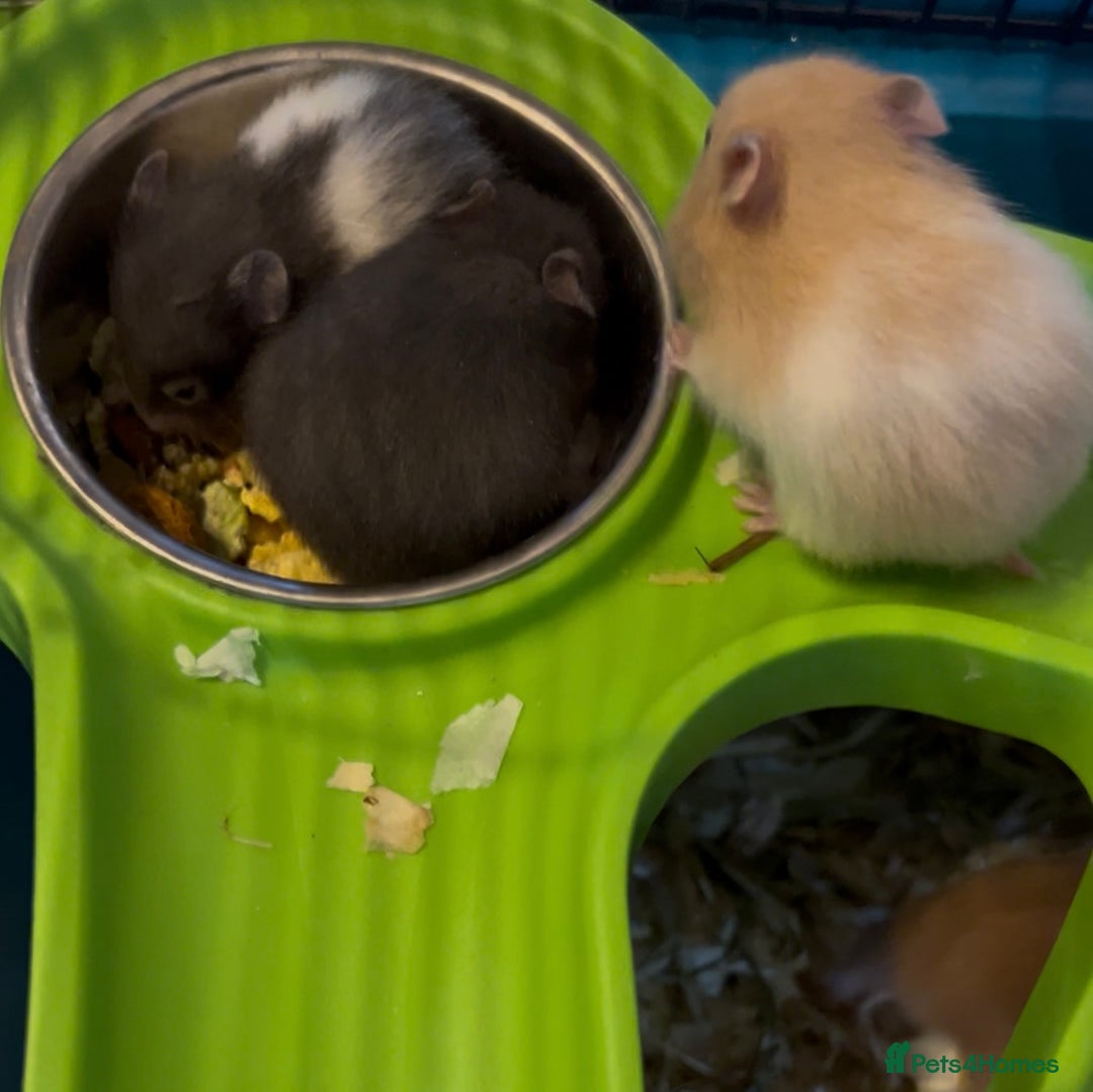 Hamster rodents for sale: Adorable Baby Syrian Hamsters 🐹  - Image 5