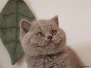 British Shorthair cats 🏆 GCCF Registered British Shorthair Male - Advert 12