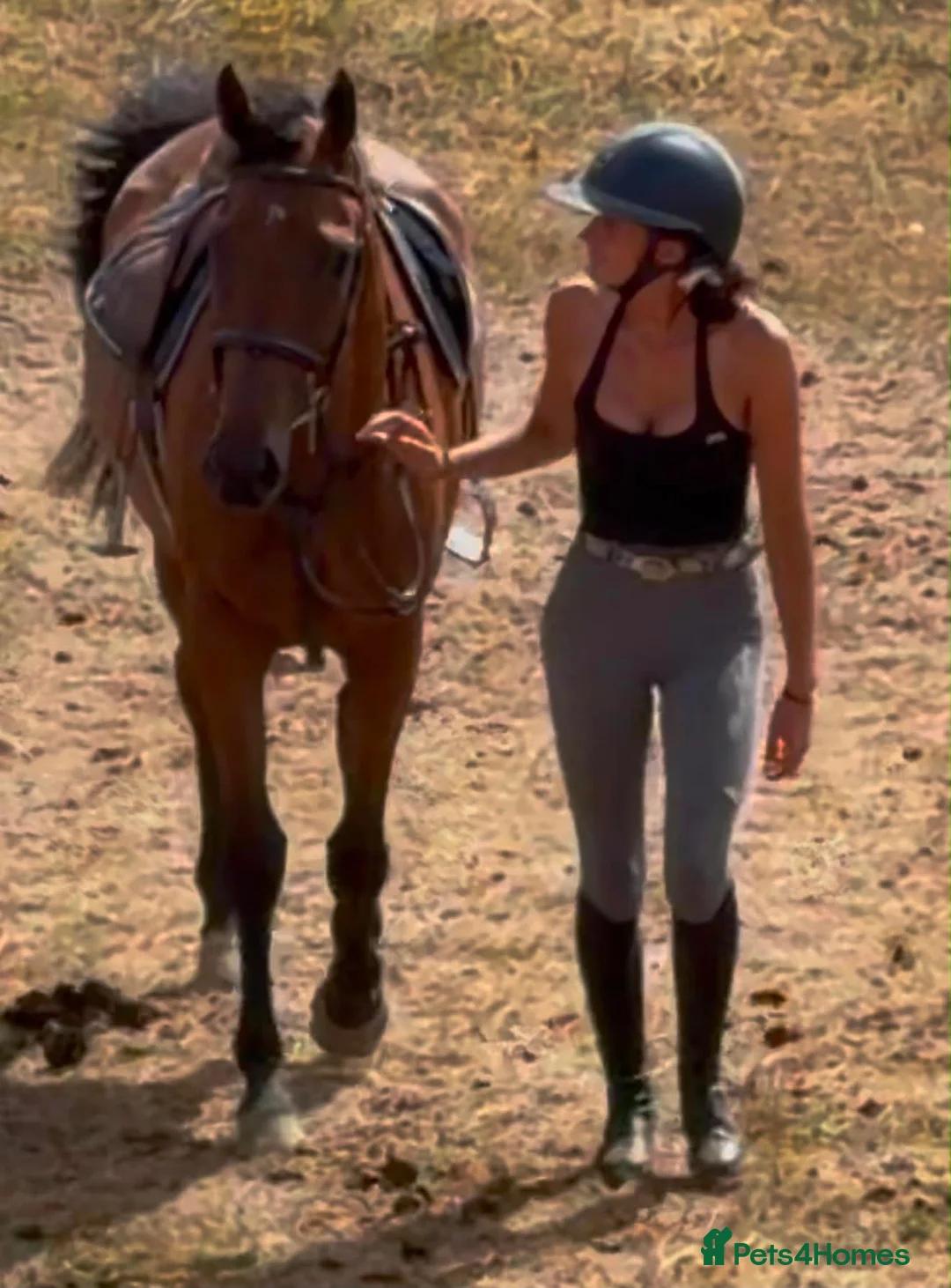 English Thoroughbred horses for sale: Ryder - The coolest boy in camp ❤️ - Advert 2