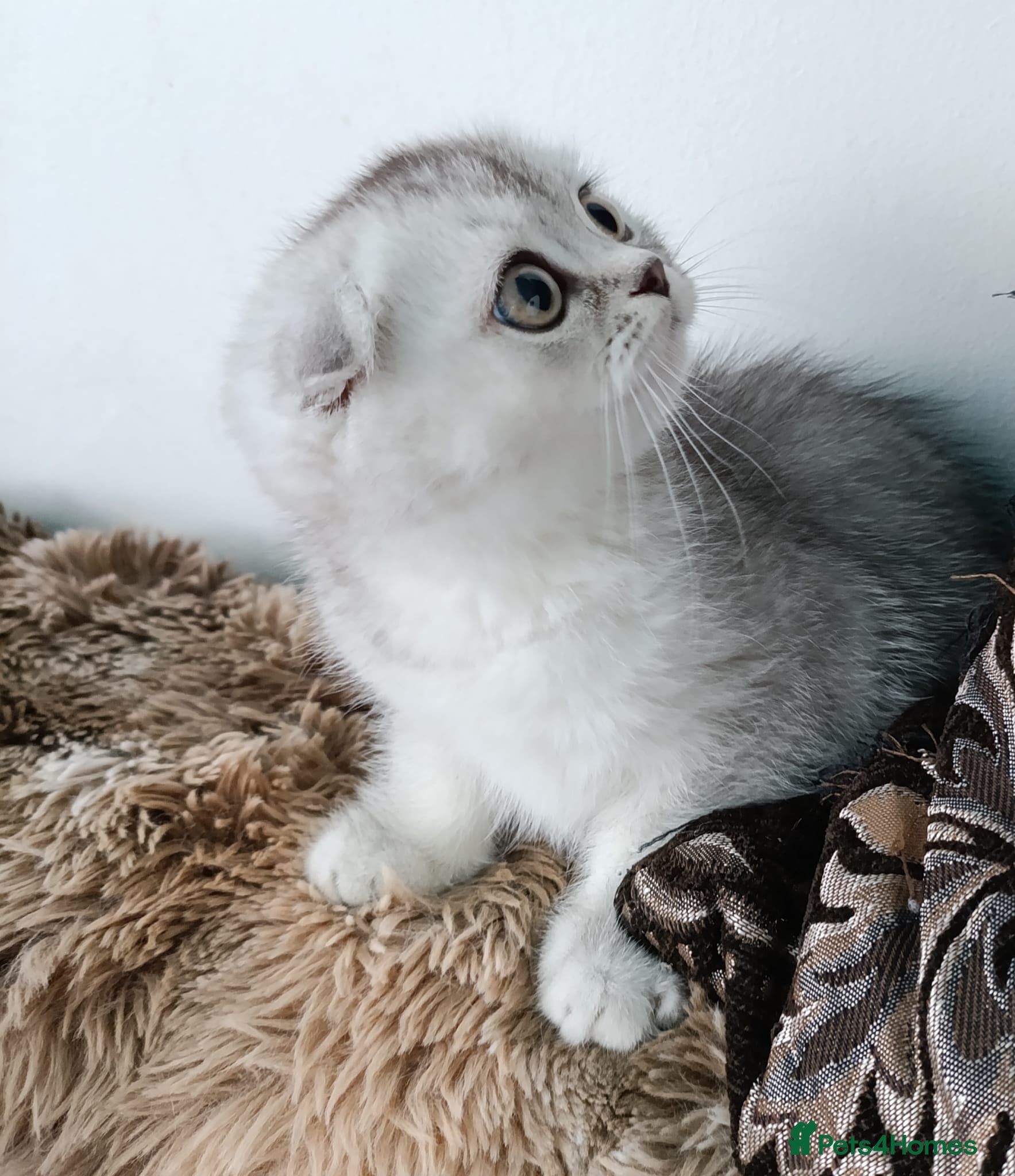 British Shorthair cats Lapcat girl fold  in Hinckley - Advert 1