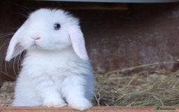 Mini Lop rabbits for sale: Vaccinated babies, wormed, flead ready now  - Image 8
