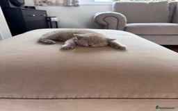 British Shorthair cats for sale: 🐾✨ Beautiful British Shorthair Cat Available ✨🐾 - Image 20