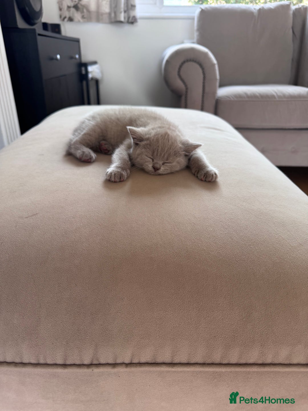 British Shorthair cats for sale: 🐾✨ Beautiful British Shorthair Cat Available ✨🐾 - Image 20