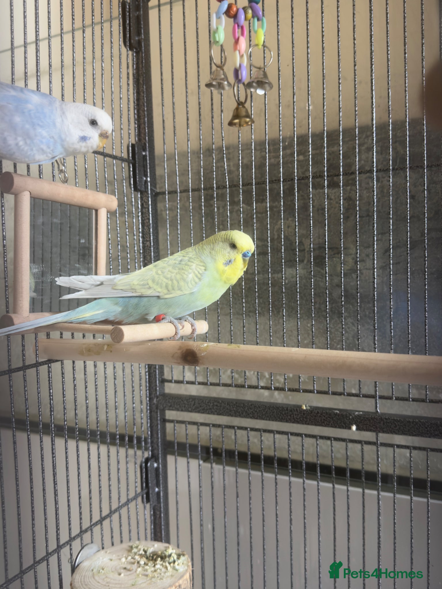 Budgerigars birds for sale: Budgies for sale in Oldham - Advert 2