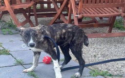 Mixed Breed dogs for adoption: Button - Norwich Norfolk  - Image 9