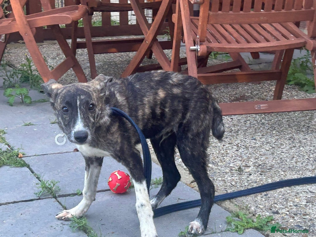 Mixed Breed dogs for adoption: Button - Norwich Norfolk  - Image 9