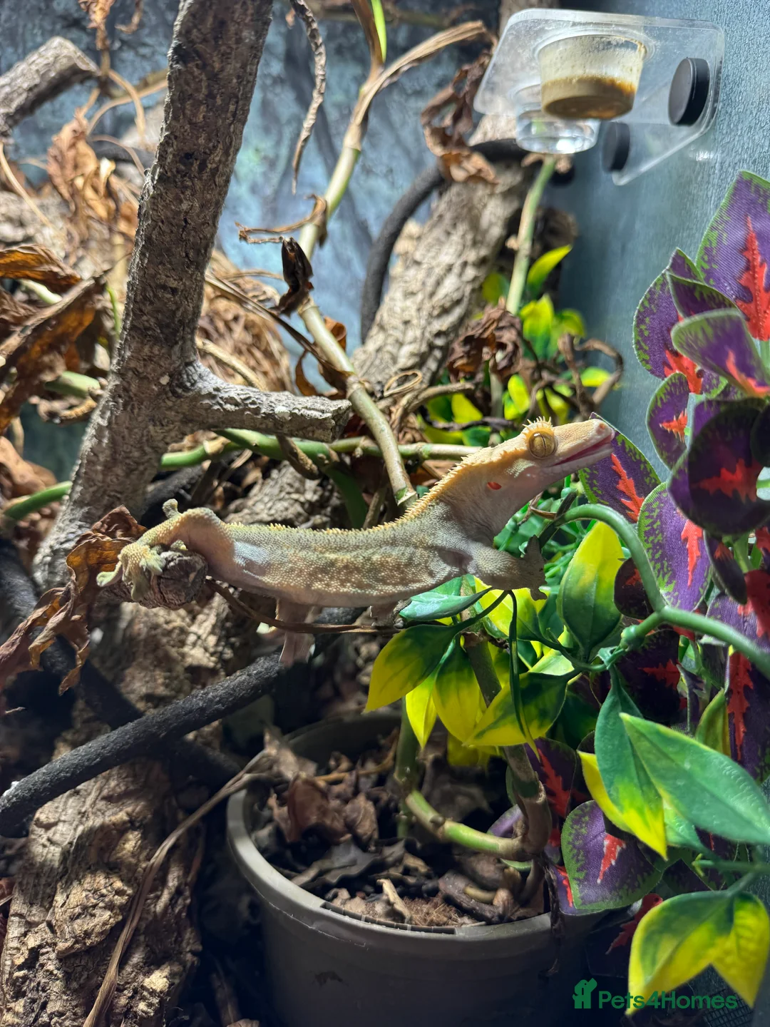 Gecko reptiles for sale: Crested Gecko & Whole Setup (Friendly, Male) - Advert 4