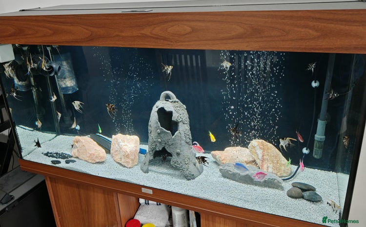 Angelfish fish - Advert 16