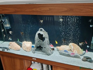 Angelfish fish - Advert 7