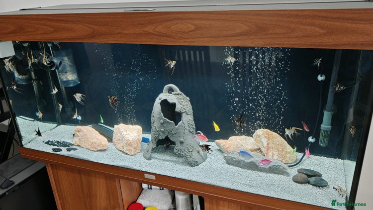 Angelfish fish - Advert 16