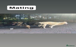 Mixed Breed dogs for sale: F1 Caucasian shepherd x American Akita - Image 10