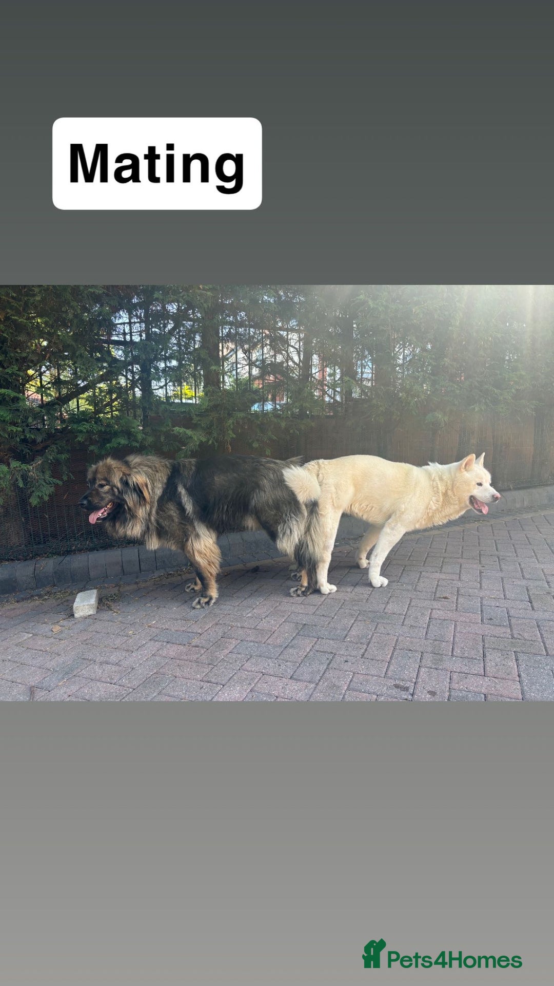 Mixed Breed dogs for sale: F1 Caucasian shepherd x American Akita - Image 10