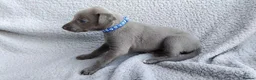 Whippet dogs for sale: KC Registered True to type whippets - Advert 5