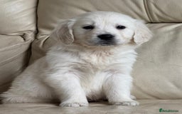 Golden Retriever dogs for sale: Golden Retriever Puppies - Advert 6