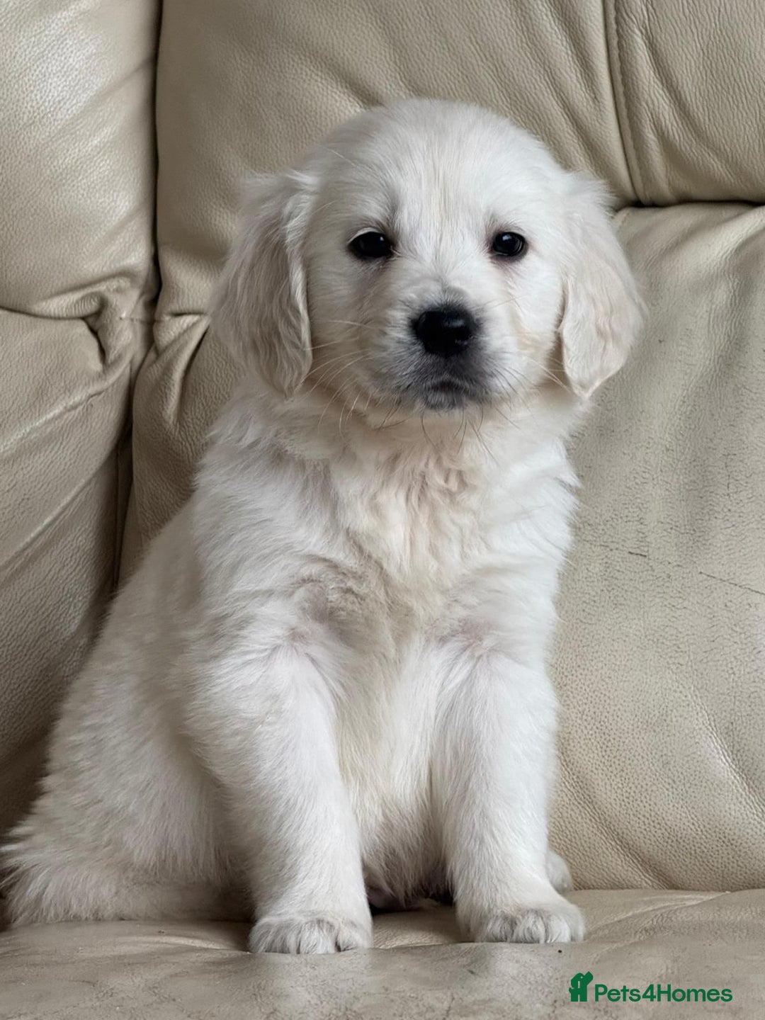 Golden Retriever dogs for sale: Golden Retriever Puppies - Advert 6