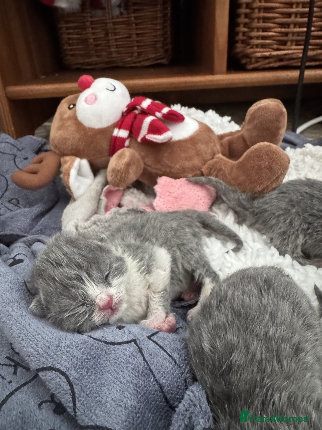 British Shorthair cats for sale: ✨ GCCF/TICA Stunning BSH Kittens – Blue&Bicolour ✨ - Image 7
