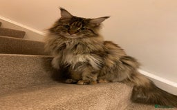 Maine Coon cats for sale: 5 year maincoon for rehoming  - Image 1