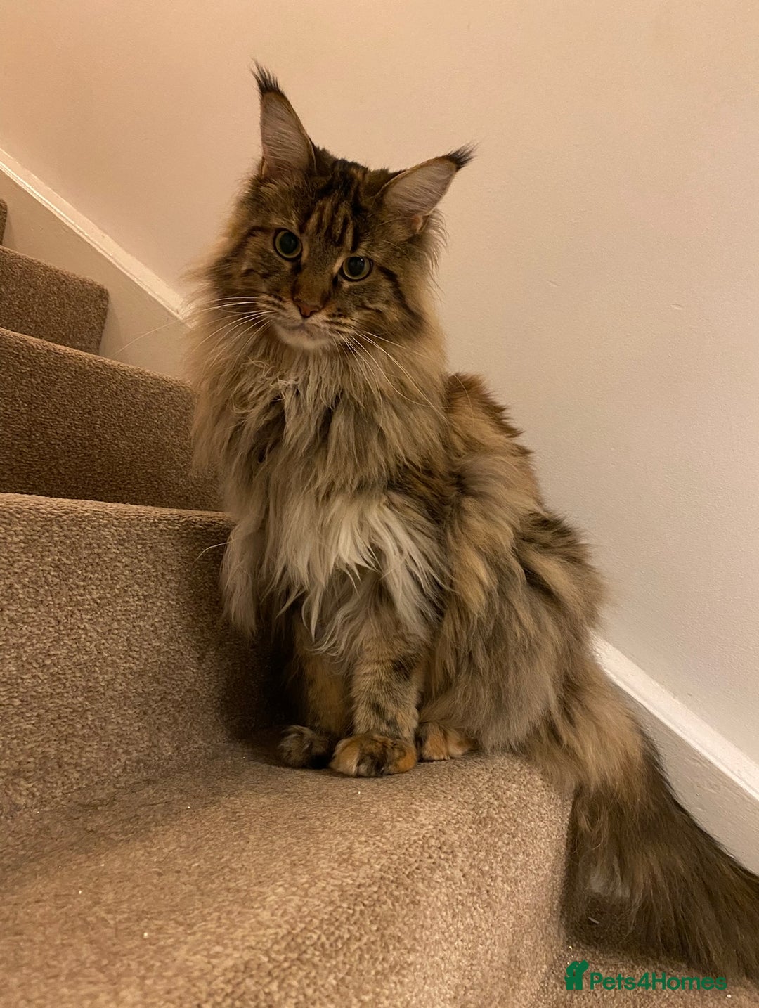 Maine Coon cats for sale: 5 year maincoon for rehoming  - Image 1
