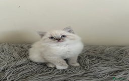Ragdoll cats for sale: Ragdoll kittens  - Image 7
