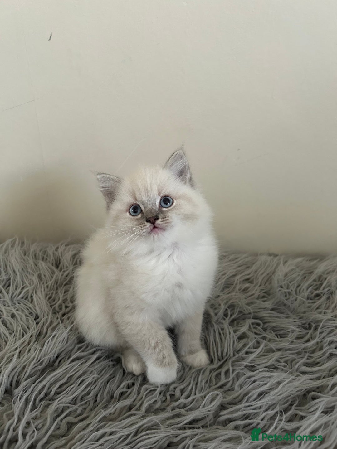 Ragdoll cats for sale: Ragdoll kittens  - Image 7
