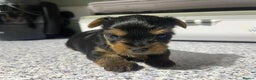 Yorkshire Terrier dogs for sale: Tiny Yorkshire Terrier GIRL - Advert 3