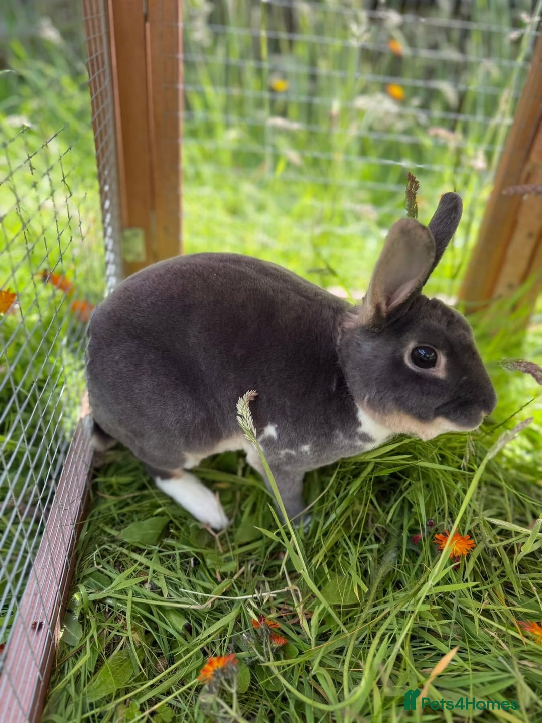 Rex rabbits for sale: Purebred Mini Rex Ready To Go Now! - Advert 5