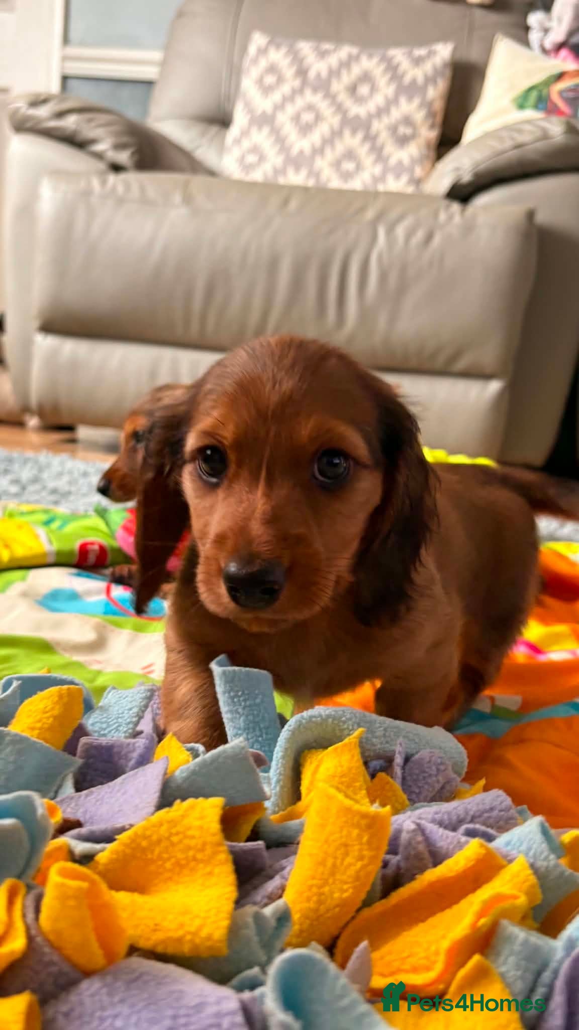 Dachshund dogs for sale:   Miniature KC-registered dachshund puppies  - Advert 1