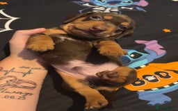 Miniature Dachshund dogs for sale: Miniature dashaund puppies only ONE BOY available  - Image 5