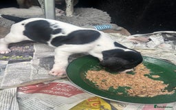 Pointer dogs for sale: English Pointer Bitch - Image 5