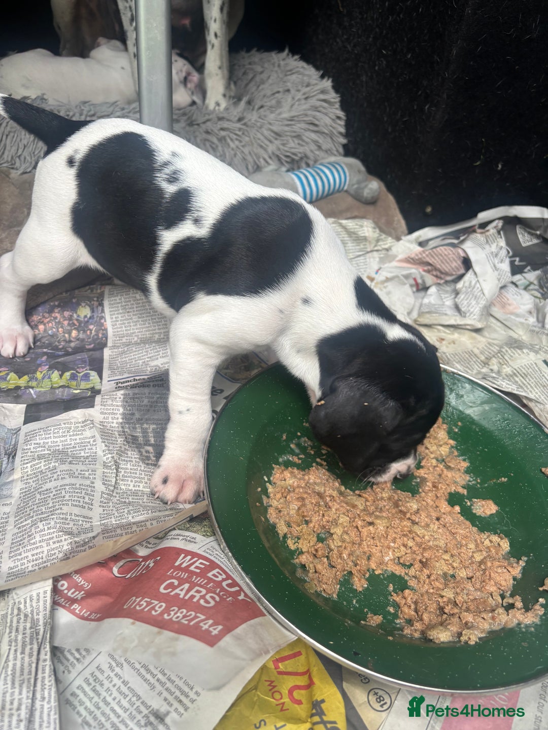 Pointer dogs for sale: English Pointer Bitch - Image 5