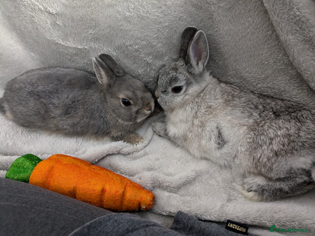 Mixed Breed rabbits for sale: Two dwarf sister rabbits - Image 1