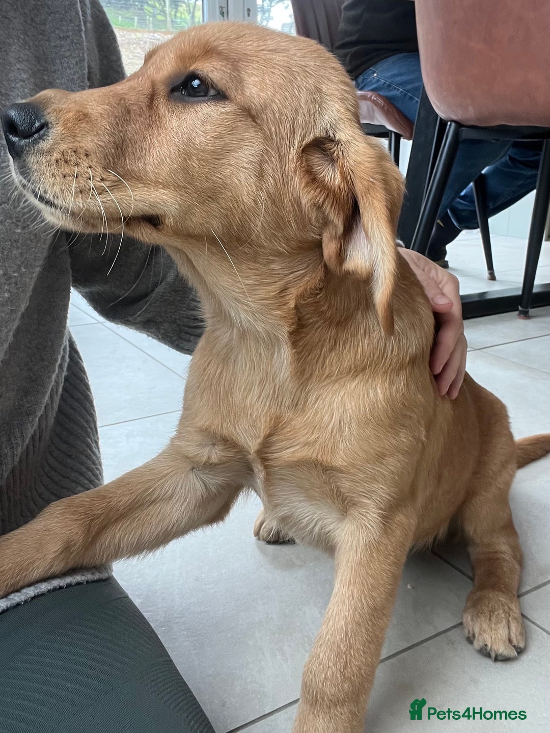 Goldador dogs for sale: Beautiful Female Goldador Puppy  - Image 6