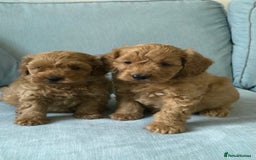 Cockapoo dogs for sale: Toy F1B cockapoo pups - Image 5
