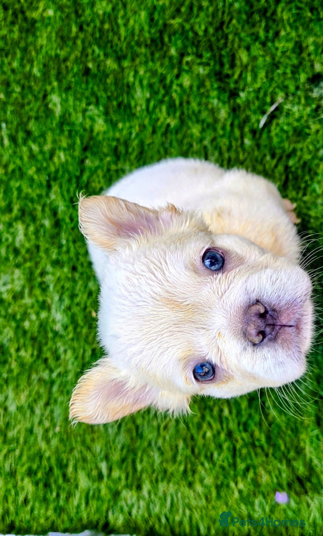 French Bulldog dogs for sale: New shade french bulldogs - Advert 24