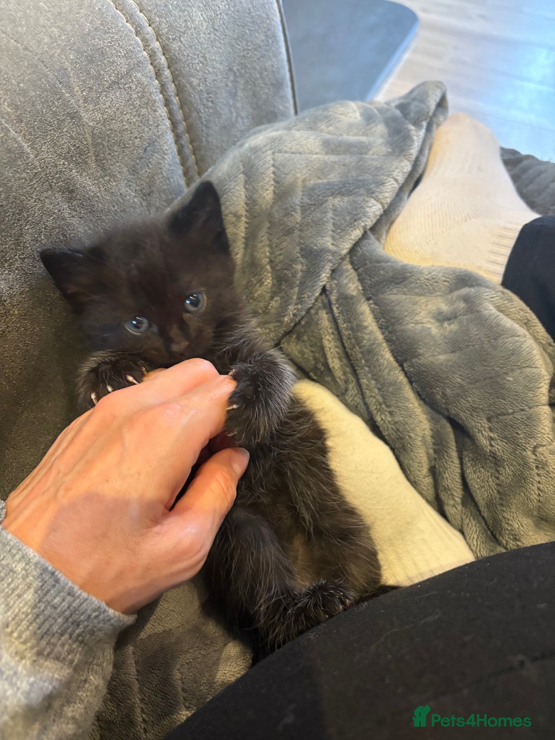 Mixed Breed cats for sale: 5 beautiful mix bread ragdoll fluffy kittens  - Image 5