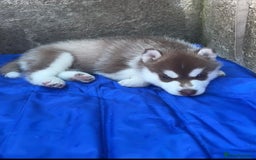 Siberian Husky dogs for sale: Gorgeous Siberian Husky pups %100 socialized - Advert 7