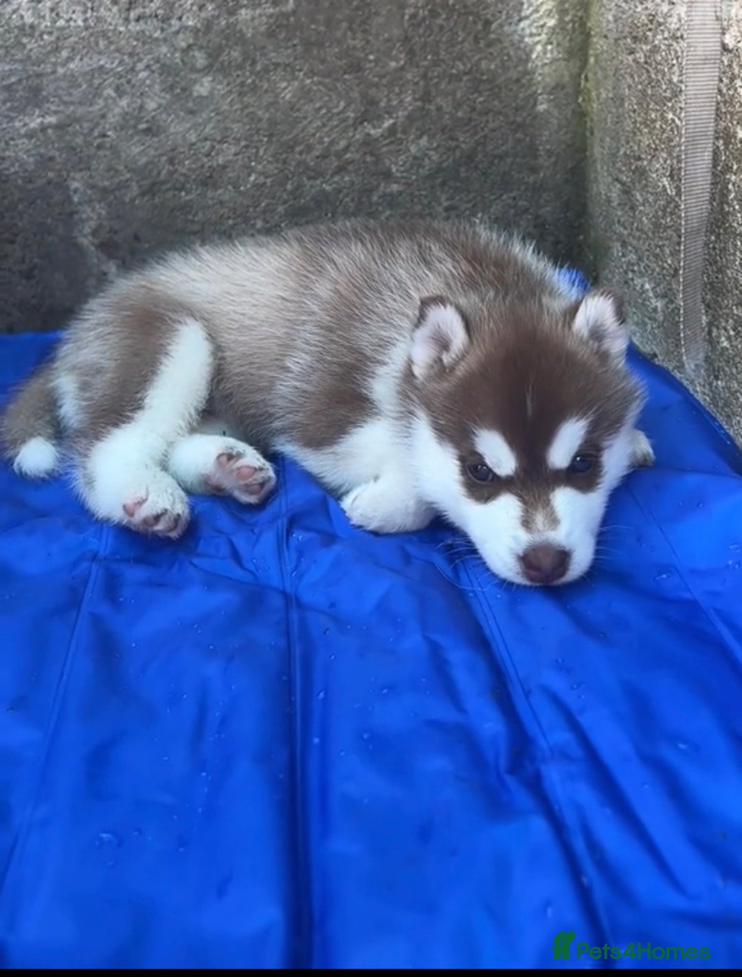 Siberian Husky dogs for sale: Gorgeous Siberian Husky pups %100 socialized - Advert 7