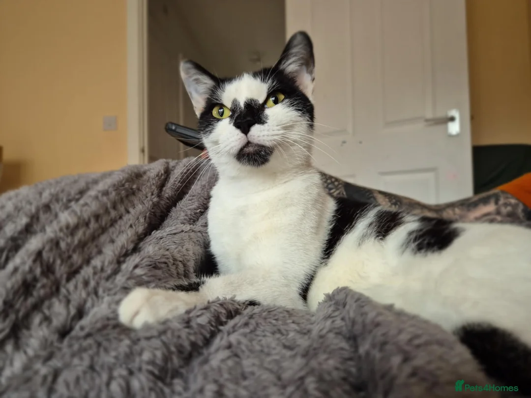 Mixed Breed cats for sale: Sweet pea is looking for a new home!  - Advert 5