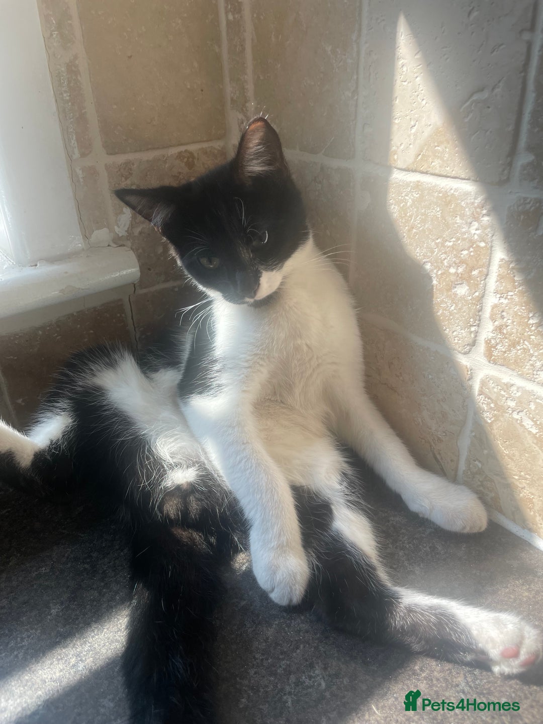 Domestic Shorthair cats for sale: Domestic cat  - Image 4