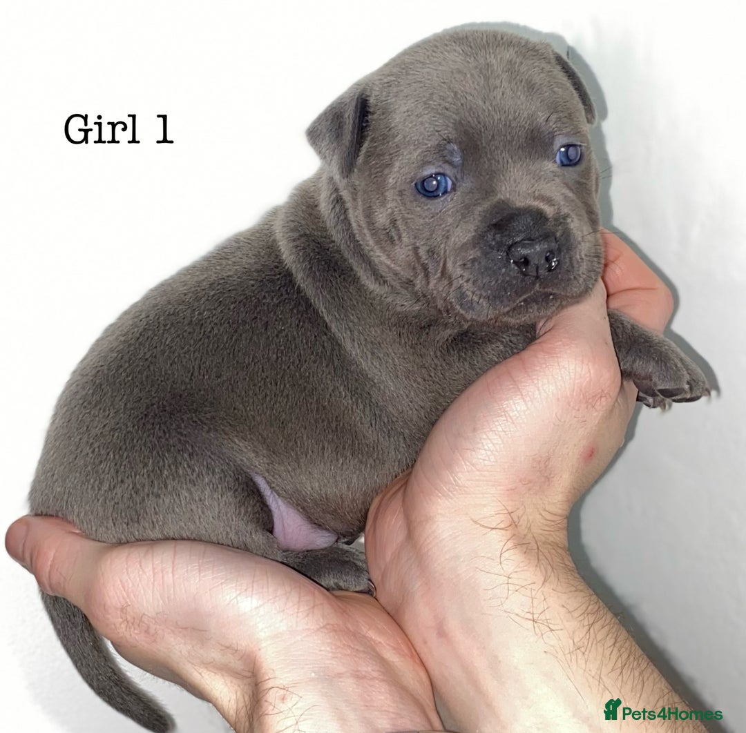 Staffordshire Bull Terrier dogs for sale: Full black Show Quality Staffy pups (Kassius Pup)  - Advert 5