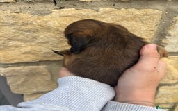 Miniature Dachshund dogs for sale: Gorgeous Long &short haired mini dachshund puppies - Image 10