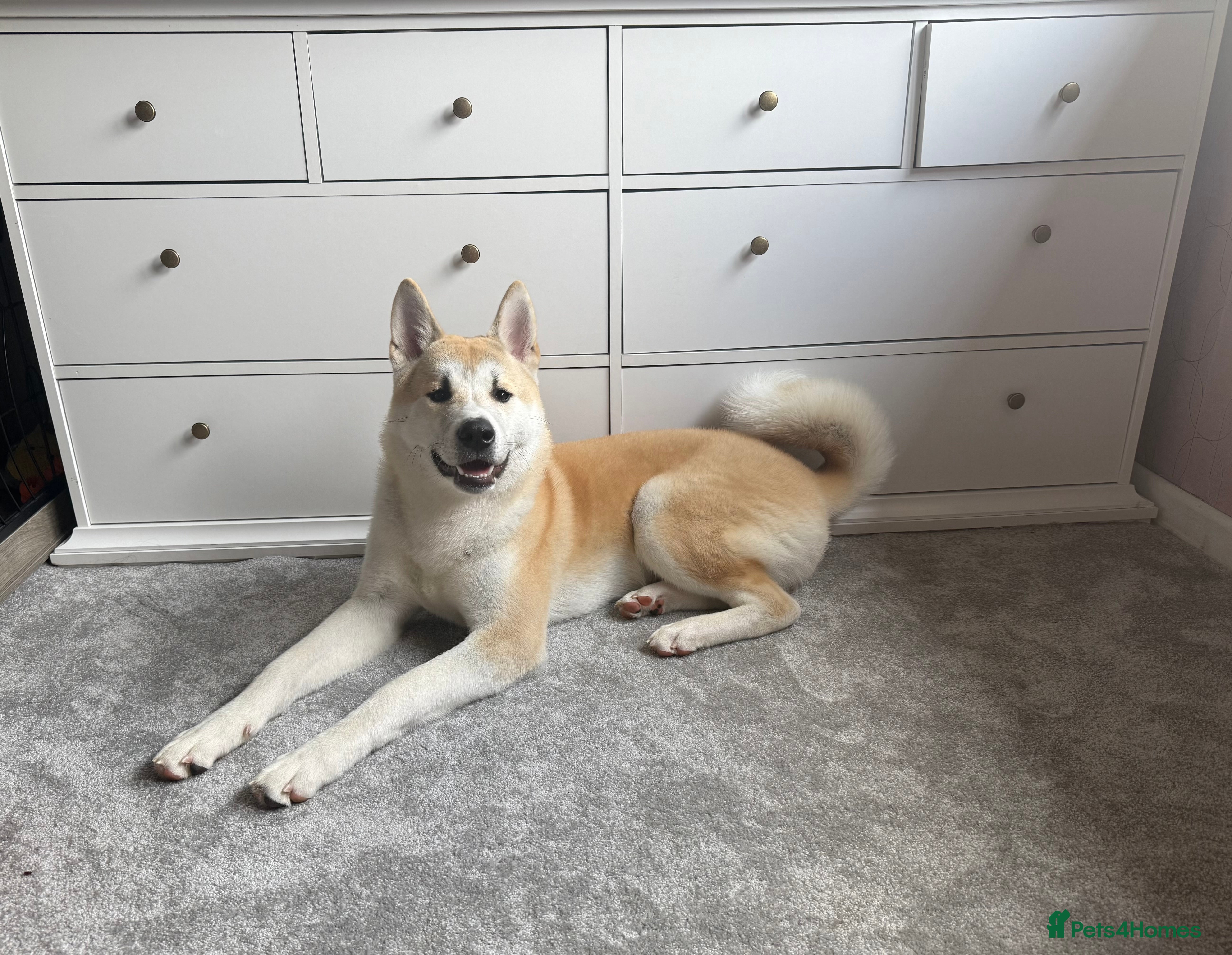 Japanese Akita Inu dogs Japanese Akita Inu  - Advert 3