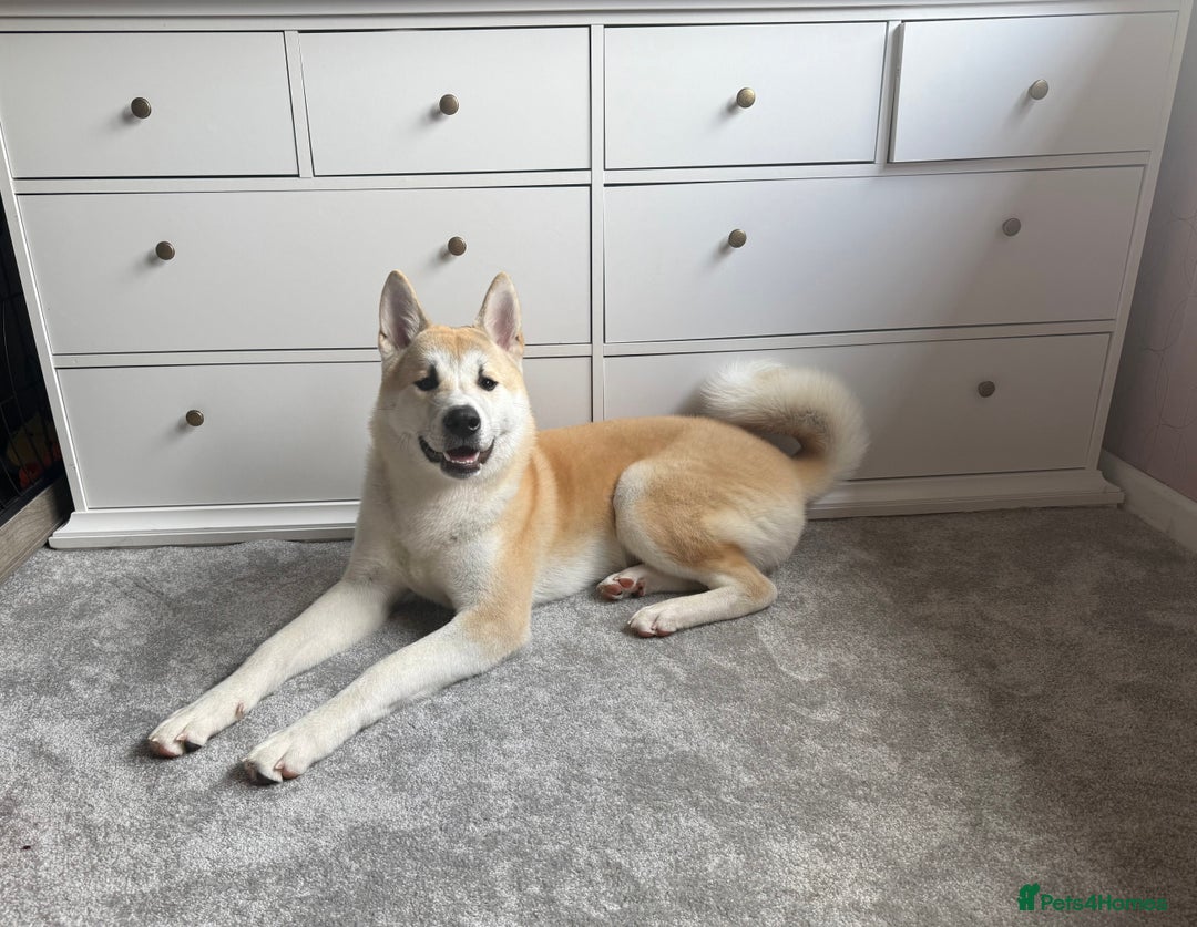 Japanese Akita Inu dogs for sale: Japanese Akita Inu  - Image 1