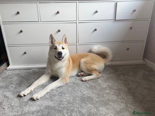 Japanese Akita Inu dogs Japanese Akita Inu - Advert 1