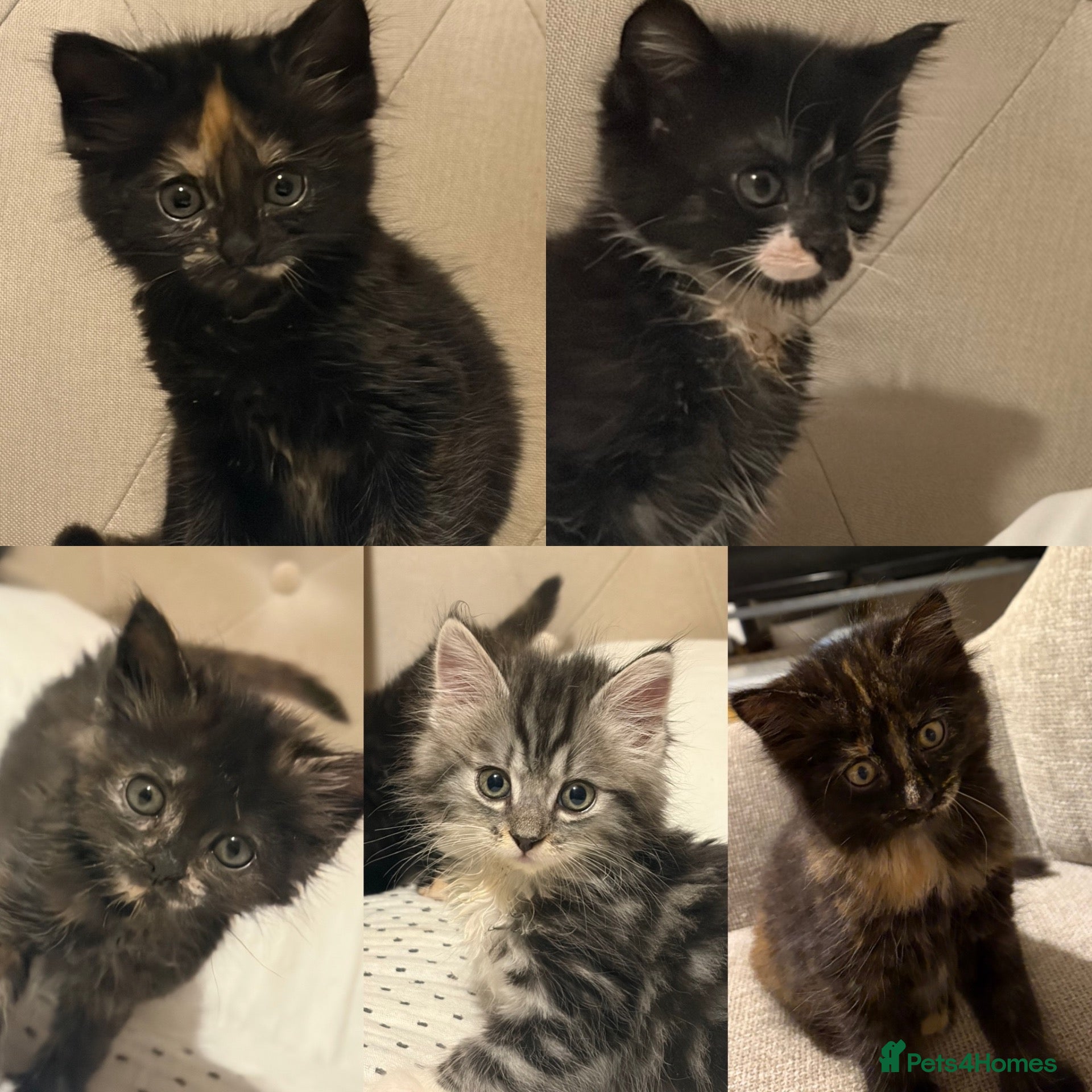 Mixed Breed cats Kittens  - Advert 4