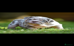 English Bulldog dogs for sale: ***EPIC BULLYZ PUPPIES*** - Image 4