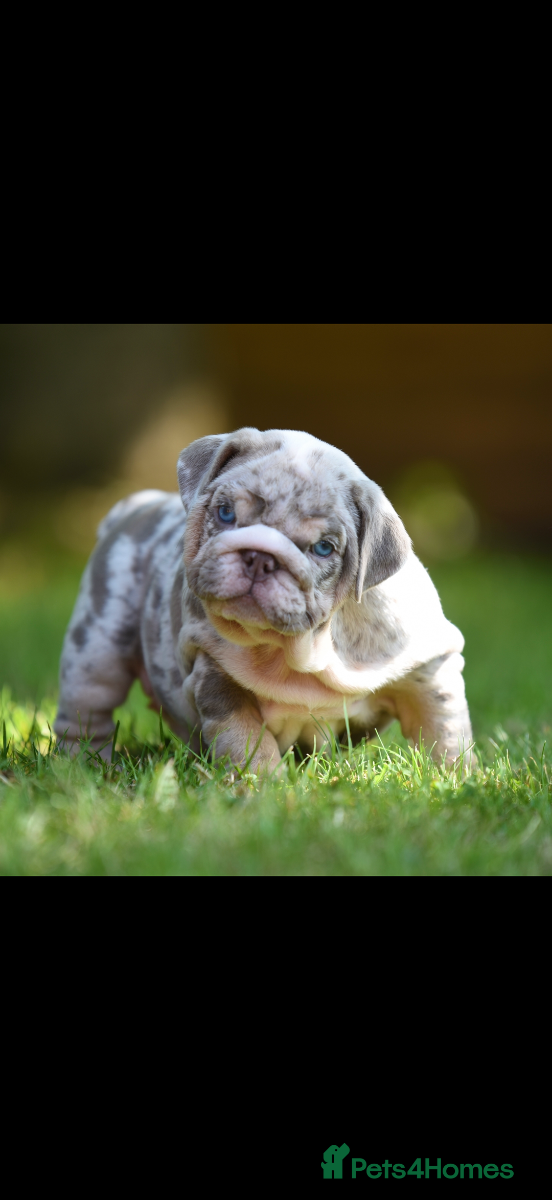 English Bulldog dogs for sale: ***EPIC BULLYZ PUPPIES*** - Image 4