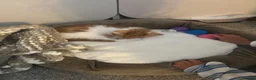 Mixed Breed cats for sale: Kitten - 9 weeks - Advert 3
